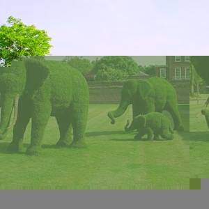 Animal Topiary